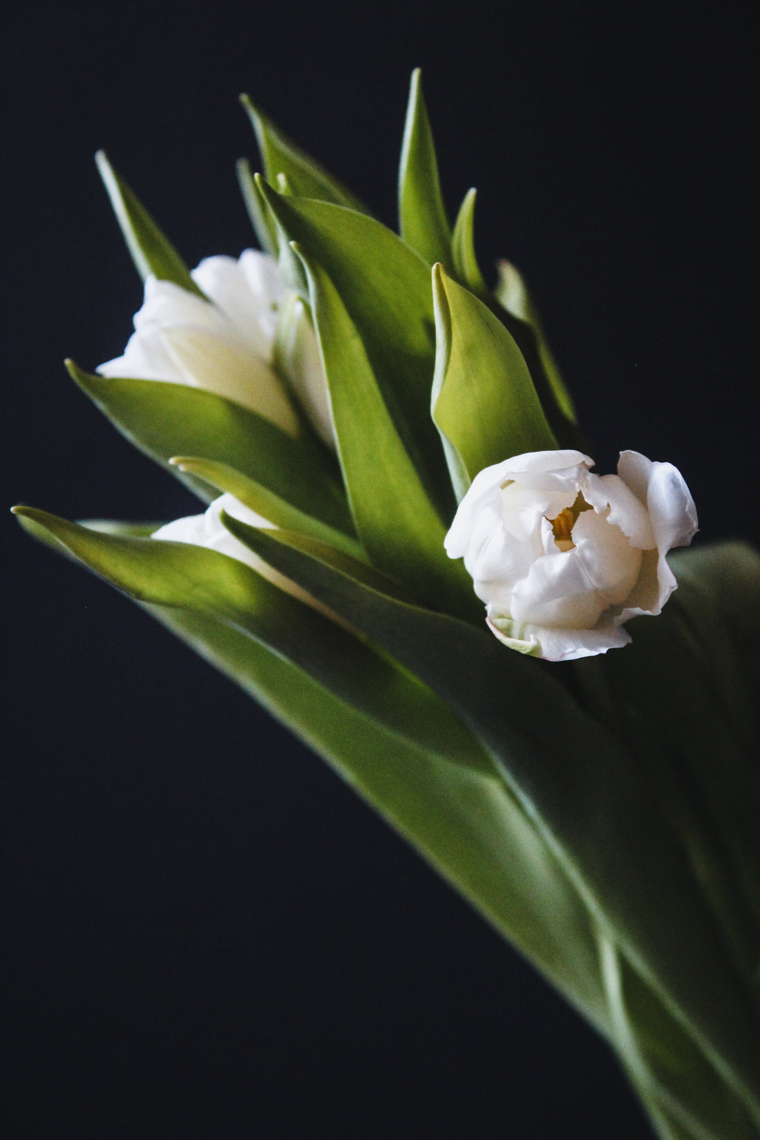 FLOWER BUNDLES