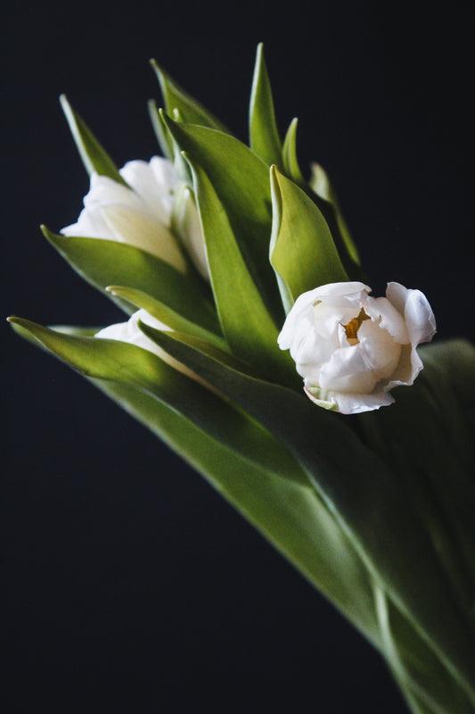 FLOWER BUNDLES
